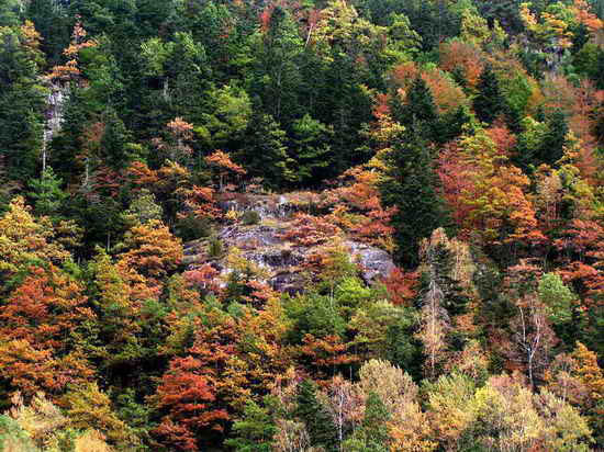 Forêt en vallée d’Ossau